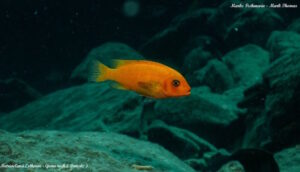 Metriaclima estherae 'Gome Rock'